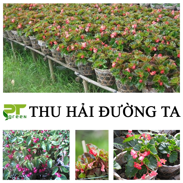 Hoa Thu Hải Đường | Mua chậu hoa Thu Hải Đường ở đâu? 